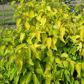 green leaves of dogwood tree