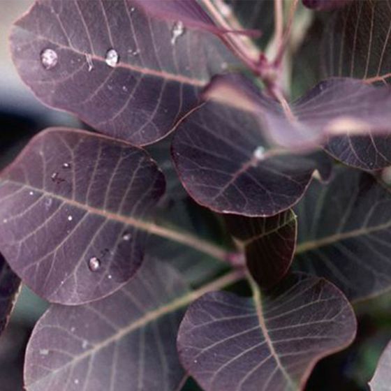 Purple Leaves of Bush