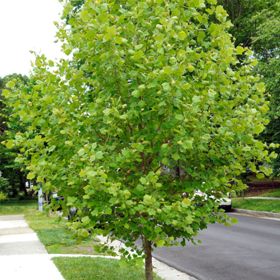 Tree planted near stree