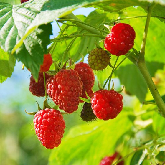 Red raspberries on plant