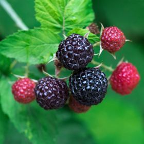 black and red raspberry on plant