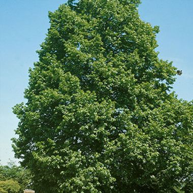 Green linden tree
