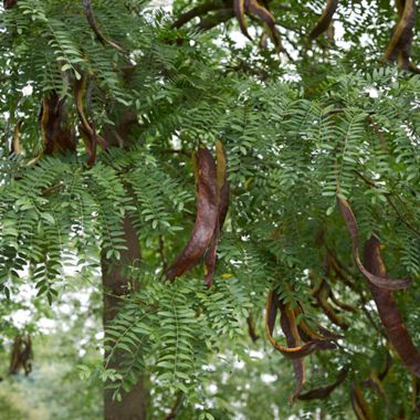 Honeylocust with bean pods