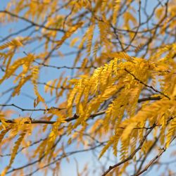 Honeylocust with fall color