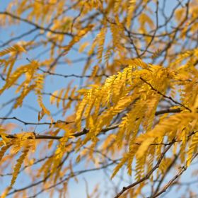 Honeylocust with fall color