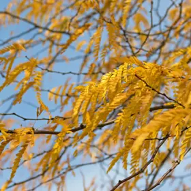 Honeylocust with fall color