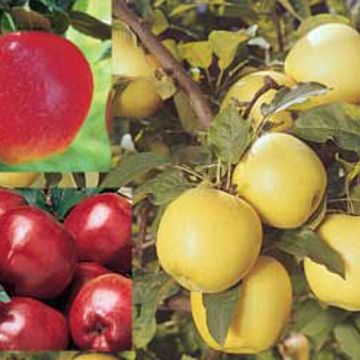 Photo of Apple Assortment EZ