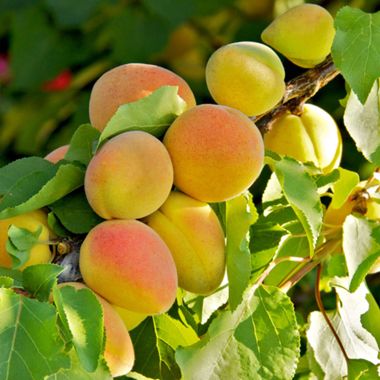 Aprium fruit on tree