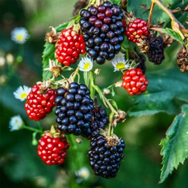 Black and red blackberries on plant
