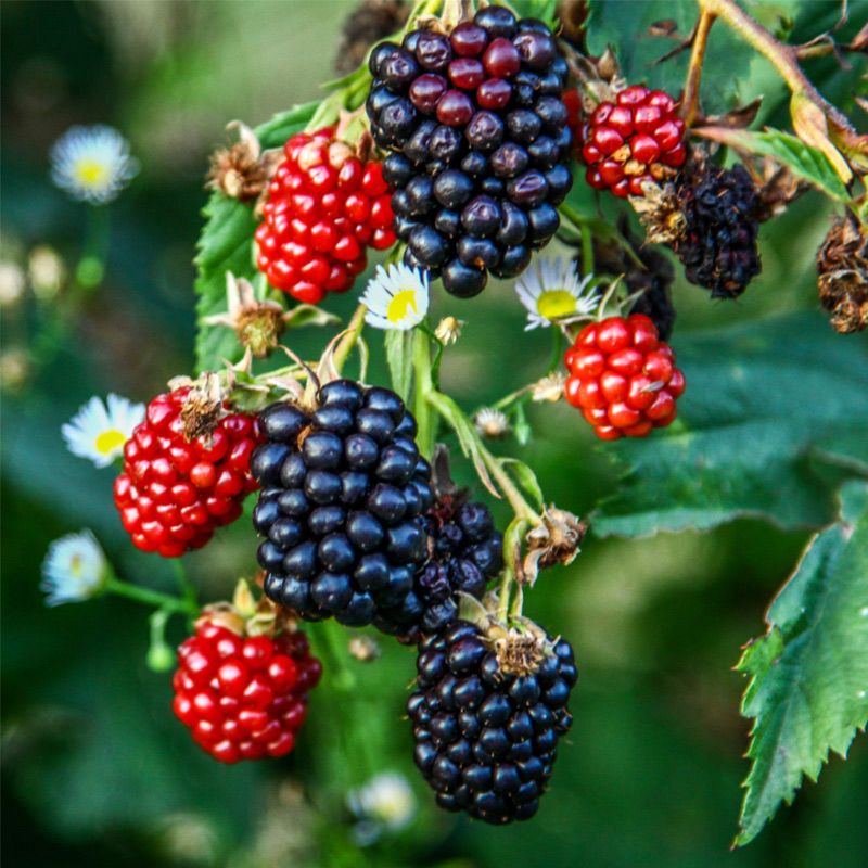 SweetArk™ Ponca Blackberry Plant Stark Bro’s