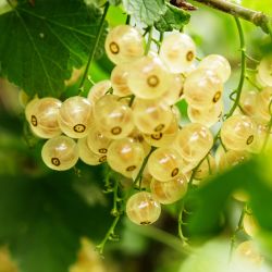 White currents on plant