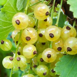 White currents on plant