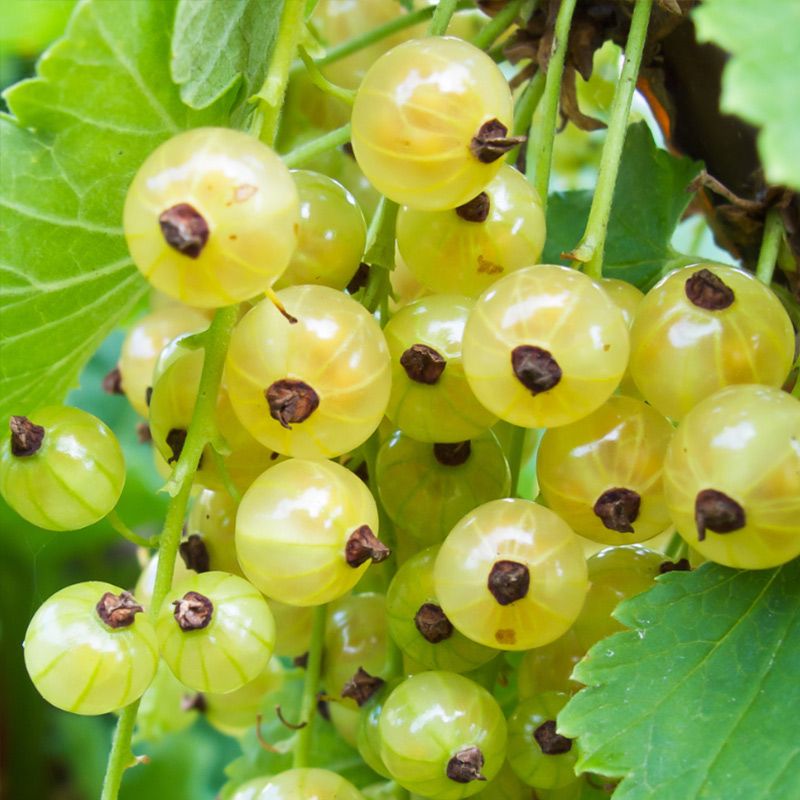 White Imperial Currant Plant Stark Bro’s