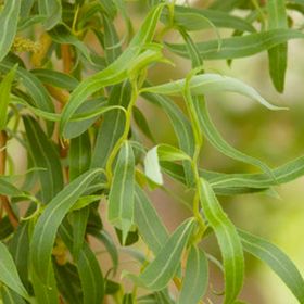 Willow Leaves