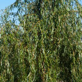 Golden Curls Willow Tree