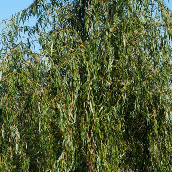 Golden Curls Willow Tree