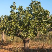 Pistachios grow on sale on trees