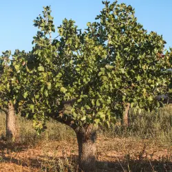 Male Pistachio Tree