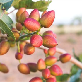 Pink Pistachios on tree