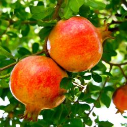 Pomegranates on tree