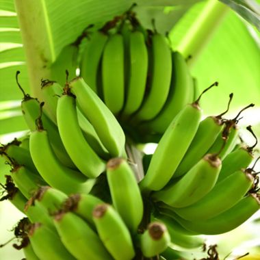 Green bunch of bananas on tree
