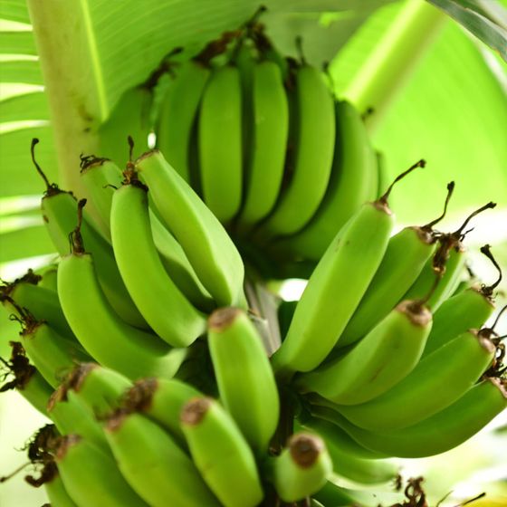 Green bunch of bananas on tree