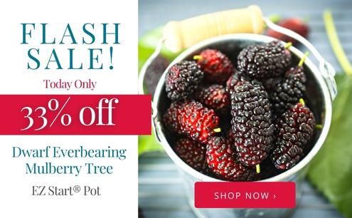 Today Only! 33% off Dwarf Everbearing Mulberry Tree