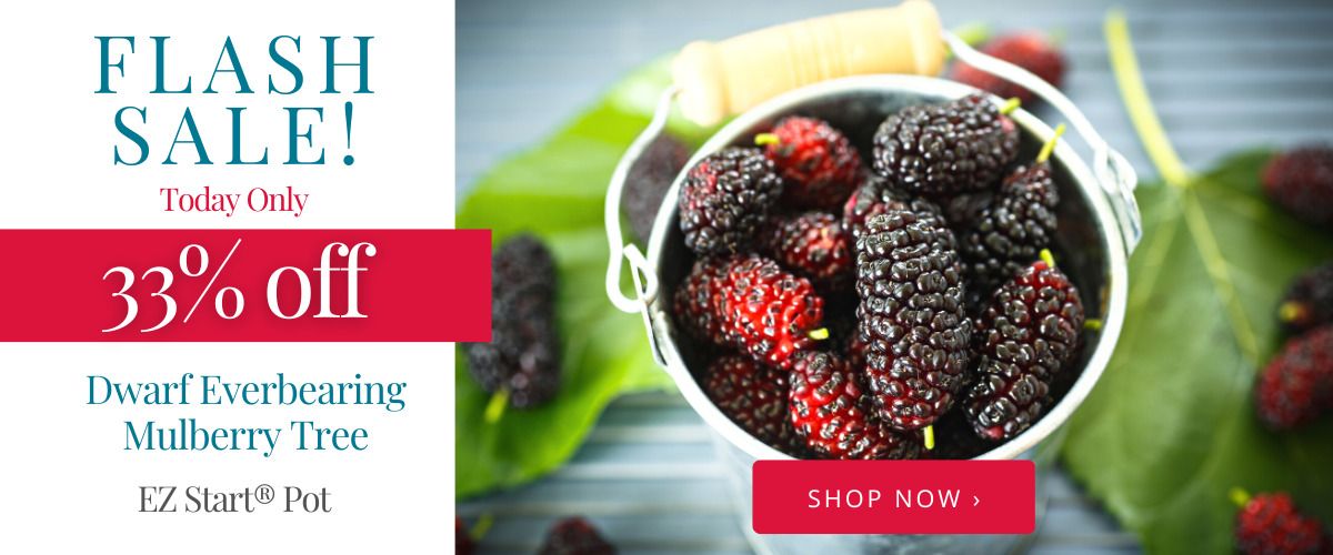 Today Only! 33% off Dwarf Everbearing Mulberry Tree