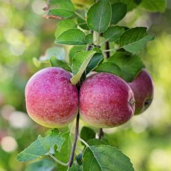 Blushed apples on tree