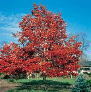 Photo of Red Oak Tree