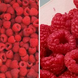 two types of red raspberries