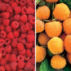 red and yellow raspberries