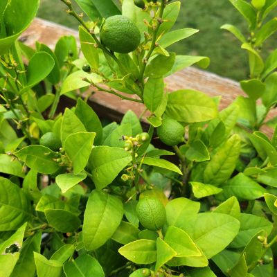 Photo of key lime tree.