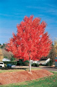 Photo of Red Sunset® Maple Tree