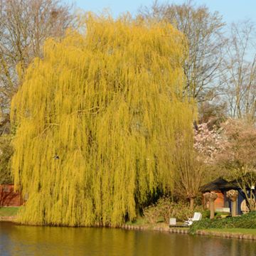 Golden weeping willow