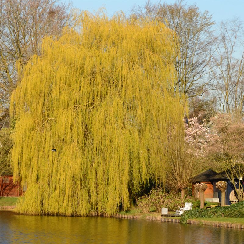 Niobe Golden Weeping Willow Tree Stark Bro’s