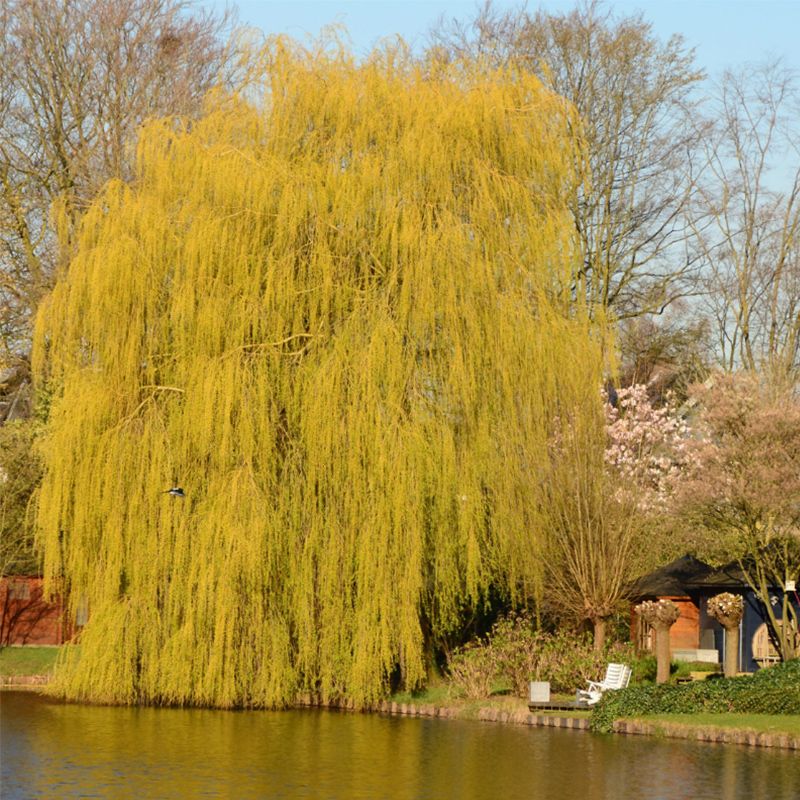 Niobe Golden Weeping Willow Tree