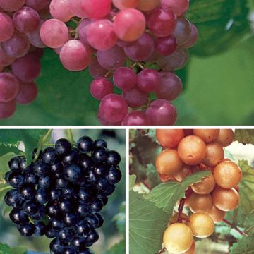 Variety of grapes