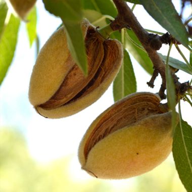Almonds on tree