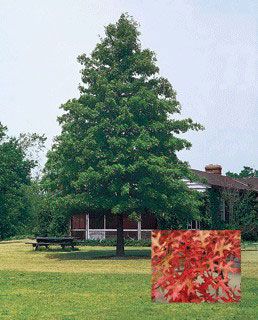 Photo of Pin Oak Tree