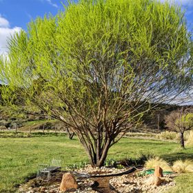 Upright willow tree in rock garden