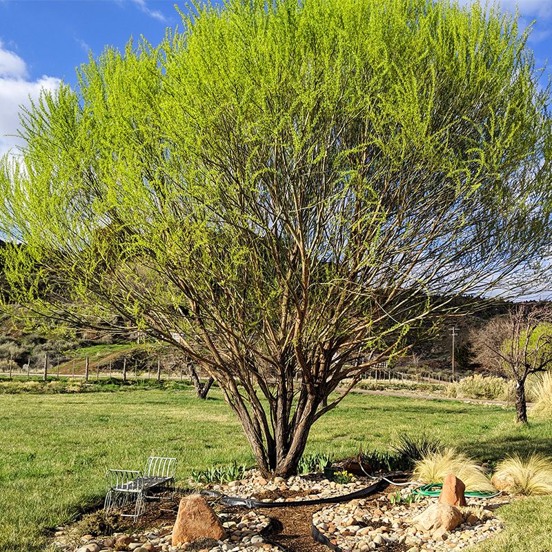 Globe Navajo Willow Tree - Stark Bro's
