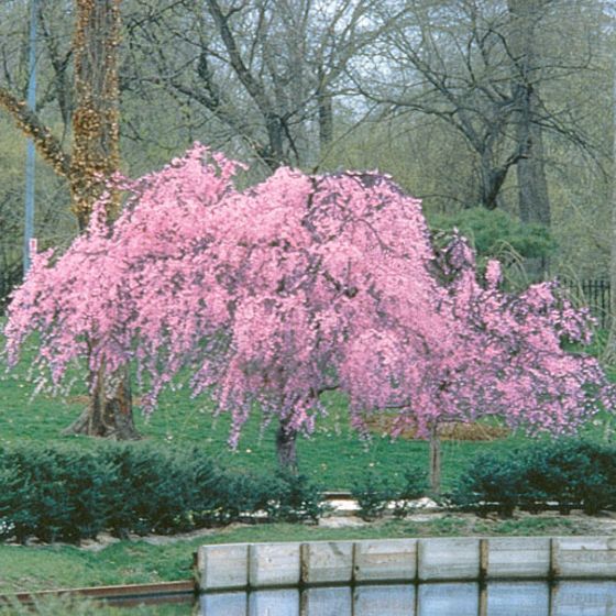 Photo of Pink Cascade Weeping Peach Tree