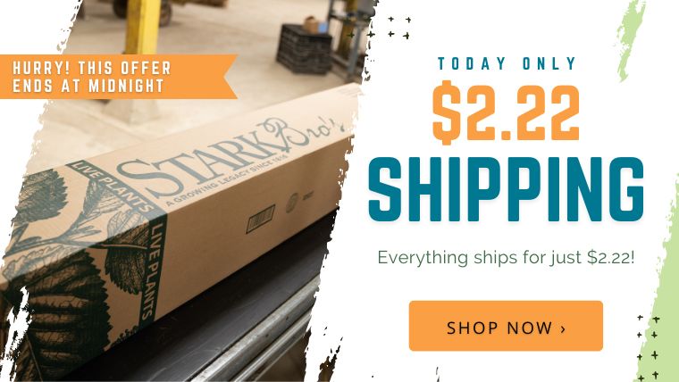 $2.22 Flat-Rate Shipping* Today Only! Your ENTIRE order ships for just $2.22