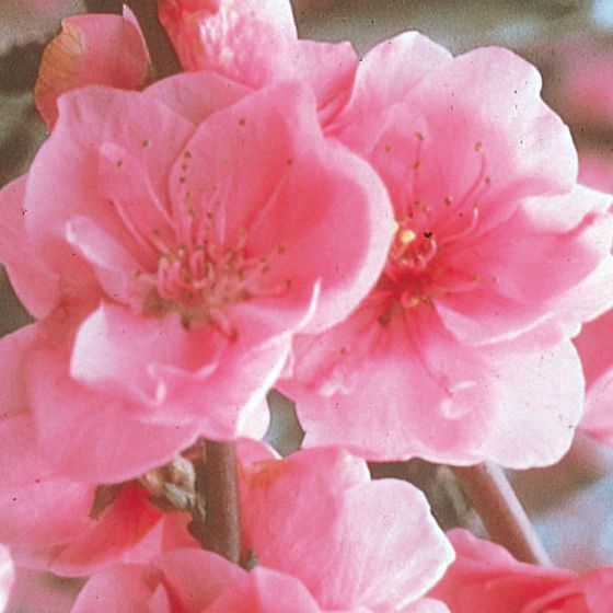 Photo of Pink Cascade Weeping Peach Tree