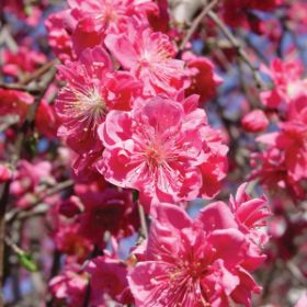 Photo of Pink Cascade Weeping Peach Tree