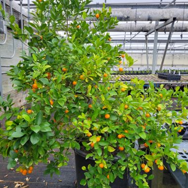 Calamondin Orange Tree in greenhouse