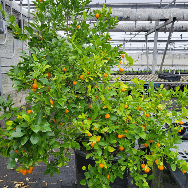 Calamondin Orange Tree Stark Bro’s