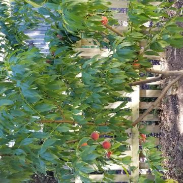 Photo of Redhaven Peach Tree