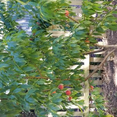Photo of Redhaven Peach Tree